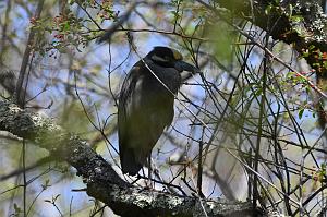 072 Heron, Yellow-crowned Night, 2023-05068901 Parker River NWR, MA